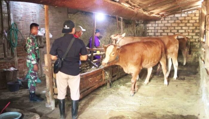 Peternak Antusias, TMMD Bojonegoro Gandeng Disnakkan Periksa 278 Sapi, Kambing dan Domba