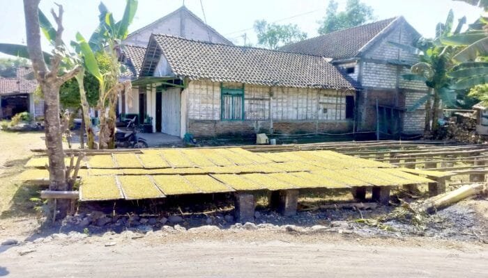 Rp39 Ribu per Kilo, Harga Tembakau di Kedungadem Bojonegoro Menggembirakan
