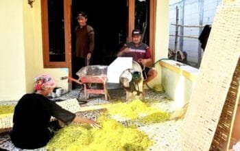 Tembakau di Bojonegoro Mulai Naik, Petani Kepoh Kepohbaru Mulai Lega