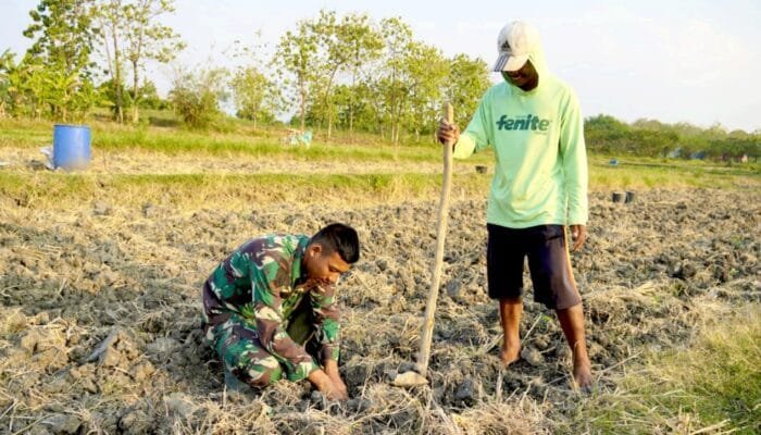 Serda Rizky Turun Sawah, Bukti TNI di TMMD Bojonegoro Dekat dengan Petani