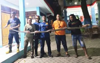King Kobra 4 Meter Nyelonong ke Rumah Warga Tondomulo Bojonegoro, Petugas Damkarmar Gercep
