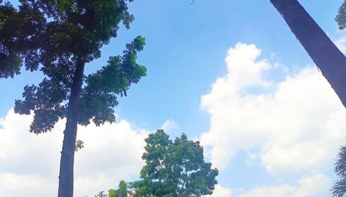Bojonegoro Hari Ini Cerah, Suhu Siang Bikin Gerah