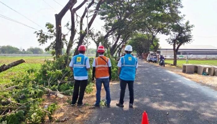 Pohon hingga Jaringan Rawan Disasar, PLN ULP Sumberrejo Bojonegoro Bergerak Cepat