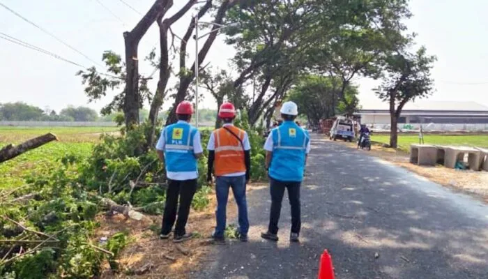 Pohon hingga Jaringan Rawan Disasar, PLN ULP Sumberrejo Bojonegoro Bergerak Cepat