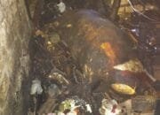 Kebakaran Hebat di Gendong Kulon Babat Lamongan, Kandang dan 4 Sapi Ludes
