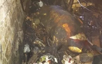 Kebakaran Hebat di Gendong Kulon Babat Lamongan, Kandang dan 4 Sapi Ludes