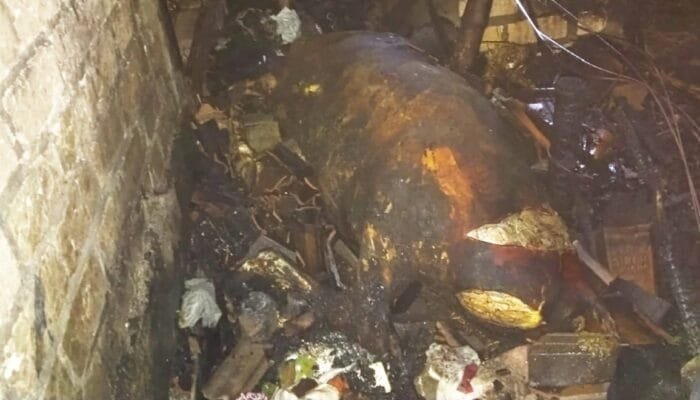 Kebakaran Hebat di Gendong Kulon Babat Lamongan, Kandang dan 4 Sapi Ludes