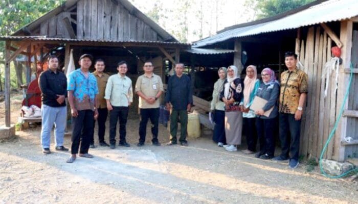 Mengenal Lembu Suro Bojonegoro, Rumah Bagi Sapi PO Unggulan yang Mendunia di Jatim