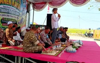 Wiwit Panen Kebalanpelang Lamongan, Babinsa Bantu Petani