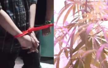 ASN di Bandung Tanam Puluhan Pohon Ganja di Belakang Rumah