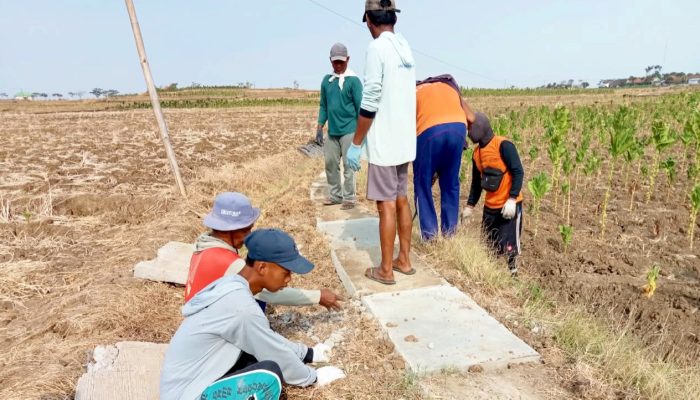 Bukan Karena Spek Abal-Abal, Terungkap Alasan Jalan Tani Desa Duwel Bojonegoro Sempat Retak-Retak