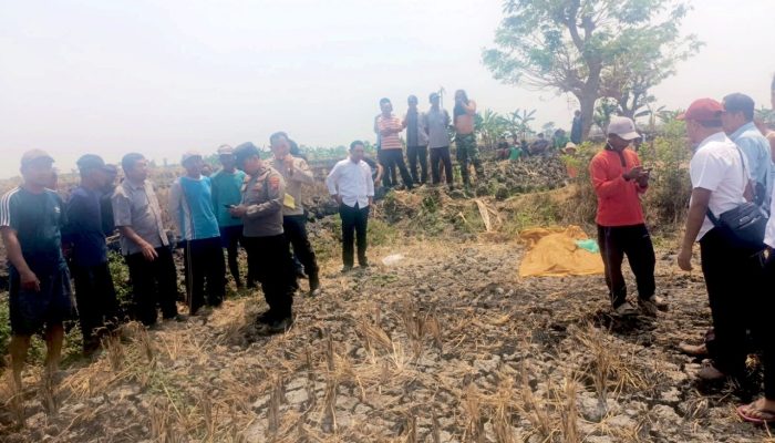 Warga Cium Bau Tak Sedap di Sawah Pucuk Lamongan, Ternyata Ada Lansia Meninggal