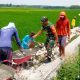 Babinsa Koramil Bluluk Lamongan Gandeng Warga, Infrastruktur Pertanian Diperkuat
