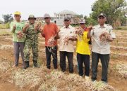 Dari Desa Tenggulun Lamongan, Sinergi TNI dan Petani Dukung Swasembada Pangan